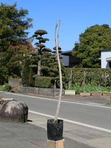 サワグルミ 0.5m 10.5cmポット 苗