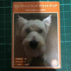 【犬種図鑑カード】 No.018 ウエストハイランドホワイトテリア