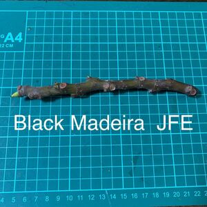 Black Madeira JFE穂木 いちじく穂木 イチジク穂木 