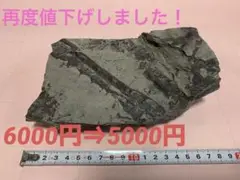 化石　本物　植物の化石