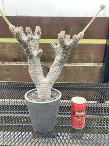 スーパースペシャル株 パキポディウム タッキー実生Pachypodium 多肉植物 gracilius ウィンゾリー 塊根植物 ユーフォルビア 大株 