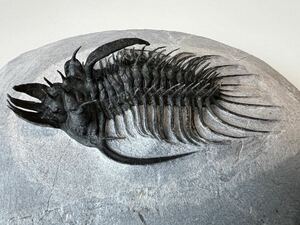三葉虫の化石　クアドロプス（Quadrops）②