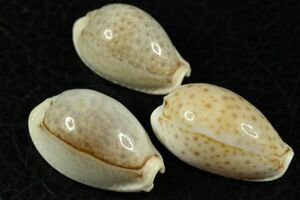 オミナエシダカラ　3個セット　27~30 ㎜ 　タカラガイ　貝標本　貝殻