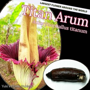 【世界最大の花】ショクダイオオコンニャク 発根種子×1/Amorphophallus titanum