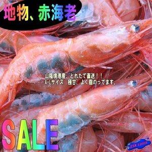 3箱、地物「赤海老（甘エビ）LA-1kg」お刺身用　境港、自慢の逸品