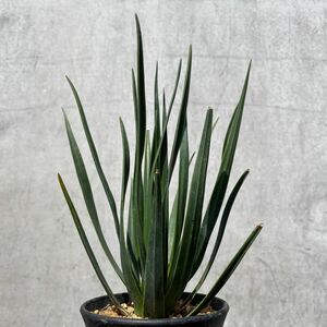 希少　② ドラセナ・シナバリ【Dracaena cinnabari】ミニラン4寸