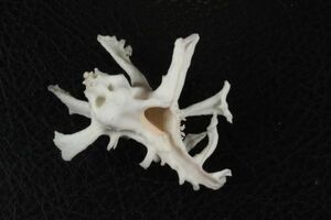 トナカイイチョウ　53.5㎜ 　タカラガイ　貝標本　貝殻