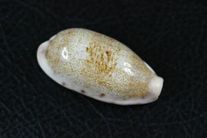 カバフダカラ　大　47㎜ 　タカラガイ　貝標本　貝殻