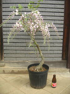 淡いピンク花の藤　【口紅】　樹高約65cm　咲き始めています　⑤