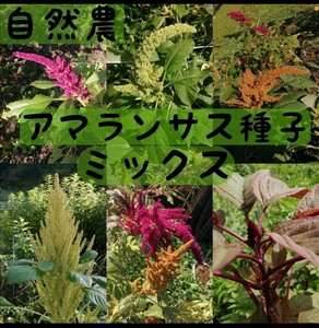 【自然農】アマランサスの種ミックス　雑穀　そだてやすい　高発芽率　こぼれ種でも毎年開花　たっぷり5g ガーデニング　家庭菜園　園芸⑤