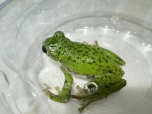 028 モリアオガエル 全身模様入り オス雄♂ 約6cm 即決価格 神奈川県産 カエル 蛙 かえる 生体