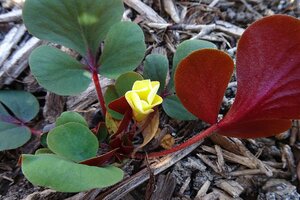 オキザリス の 黄花球根 超特大球根～小球根 まとめて　B