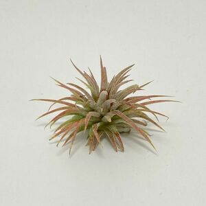 Tillandsia ionantha 