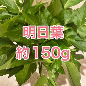 農薬不使用明日葉約150g 準新芽～外葉 東京都産アシタバ あしたば柔らかめ野菜