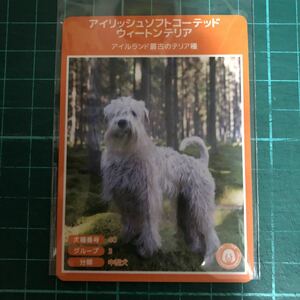【犬種図鑑カード】 No.121 アイリッシュソフトコーテッドウィートンテリア