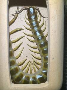 【ラスト】Scolopendra gigantea gold全長20cm程 アルバゴールドセンチピードタランチュラサソリムカデカマキリマンティスヒヨケムナナフシ