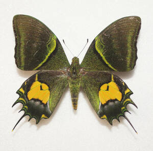蝶　標本　オオゴン・テングアゲハ（大型）　A- ♂　開長９５ｍｍ