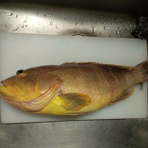 アオナ　魚　対馬　天然　料理　激安　美味　オススメ　おまけつき　カサゴ　アラカブ