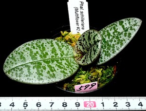 洋蘭原種 (599) 葉の綺麗な胡蝶蘭 Phal. schilleriana (Multi Flower x Red Stripe)（SIb) ファレノプシス シレリアナSIb