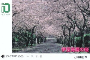 伊豆高原の桜　JR東日本イオカード