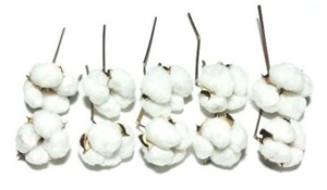 綿 綿花 コットン 白 ドライフラワー 枝つき 10個セット 花材 リースパーツ