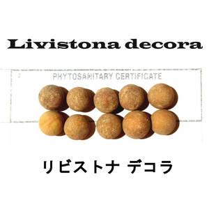 4月入荷 100粒+ リビストナ デコラ 種子 種 Livistona decora リビストナ ヤシ ビロウ