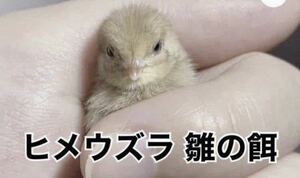 雛用 ヒメウズラ餌 1kg ひめうずら 鳥 餌 うずら ヒナ 姫鶉