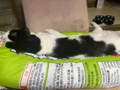 猫フエルト作品②