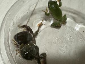 006 シュレーゲルアオガエル 3匹 若い個体 即決価格 カエルかえる蛙 生体