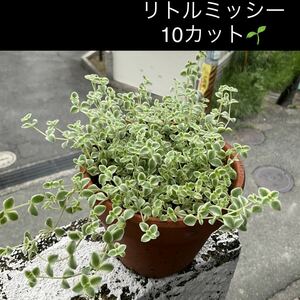 リトルミッシー　10カット多肉植物