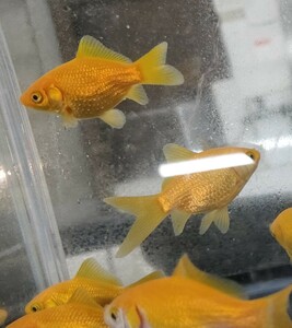 キラキラ 2匹セット 4-5cmくらい 商品説明お読みください！ 【AquaShop香流】金魚