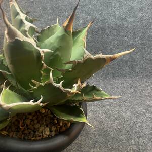 【鉢ごと発送】アガベ チタノタ オテロイ / Agave titanota oteroi / 5号鉢 /【現品】23-12-6-10