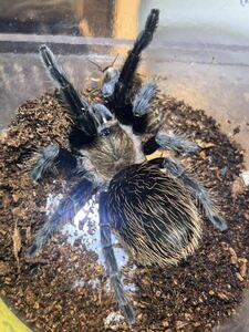 【♀確定】Aphonopelma sp. Cuyuca メキシカンレッド&ゴールドタランチュラ LS9cm程 ムカデセンチピードサソリカマキリマンティスウデムシ