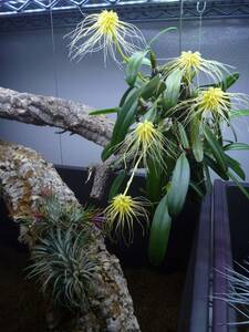 【原種洋蘭】Bulbophyllum vaginatum