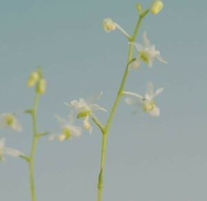 T♪小型洋蘭　　Phymatidium falcifolium 洋ラン