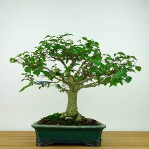 盆栽 欅 樹高 約25cm けやき Zelkova serrata ケヤキ 紅葉 ニレ科 ケヤキ属 落葉樹 観賞用 現品