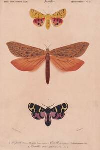フランスアンティーク 博物画『蝶類12』 多色刷り石版画