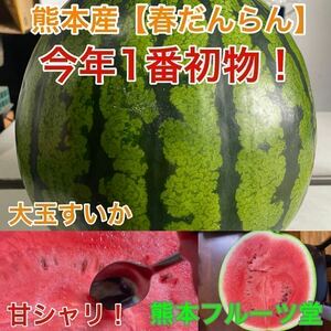 『熊本産価格上昇気配』熊本産【春だんらん】優品Mサイズ（1玉5〜6kg）熊本フルーツ堂18