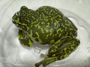 053 モリアオガエル メス♀雄 約8cm フルブラック迷彩系 即決価格 神奈川県産 かえるカエル蛙生体