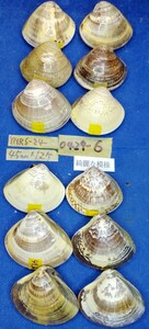 蛤 YMRS−24-0429-6　綺麗な模様45mm×12個　　江戸前　ハマグリ　貝殻　標本　材料