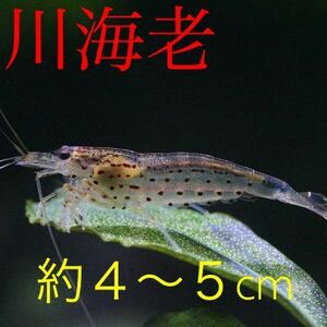 【川海老】4〜5cm50匹ヤマトヌマエビ★北海道・沖縄への発送は休止中です★