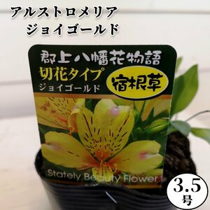 アルストロメリア ジョイゴールド 3.5号 切り花向 苗 宿根草 花苗 切り花苗 ガーデニング