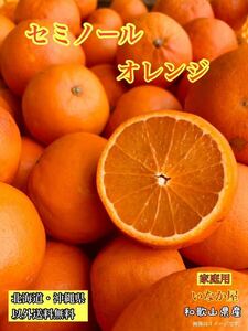 セミノール　オレンジ フルーツ 柑橘 和歌山県 家庭用 b品 残り少し みかん 3キロ
