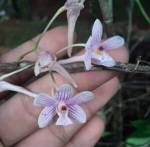 Dendrobium sp. aff. roseosparsum 1 原種洋蘭 野生ラン 第四種郵便速達可