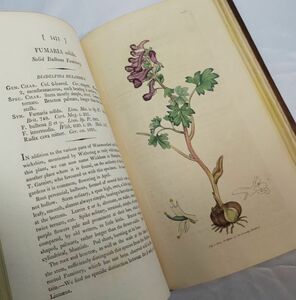 英国手彩色植物図譜全72葉★サワビィ『イングリッシュ・ボタニー』第21巻 1805年刊初版
