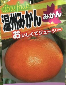 おいしくてジューシー 温州みかん 接木苗木1本