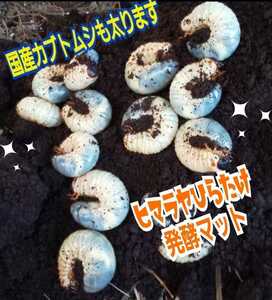 カブトムシ幼虫が丸々太ります！　改良版☆発酵マット　完全室内製造、新品菌床原料の為、雑虫が全く湧きません！　産卵にも抜群です