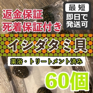 【60個＋α】★イシダタミ貝★海水魚水槽のコケ取り貝 ■兵庫県産■普通のシッタカ貝よりも茶ゴケに強い◆