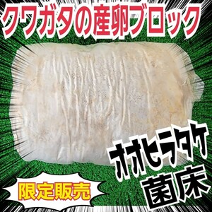 クワガタの産卵木の代わりにどうぞ！　マットに埋め込むだけで爆産！　オオヒラタケ菌床ブロック　　割り出しが楽で幼虫がたくさんとれます