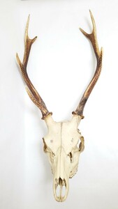 鹿 頭蓋骨 鹿の角 オブジェ インテリア 壁掛け 鹿角 ハンティングトロフィー 中古 全長60cm 角長さ40cm